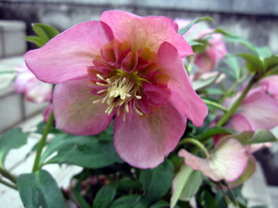 c0147952_1551761.jpg
