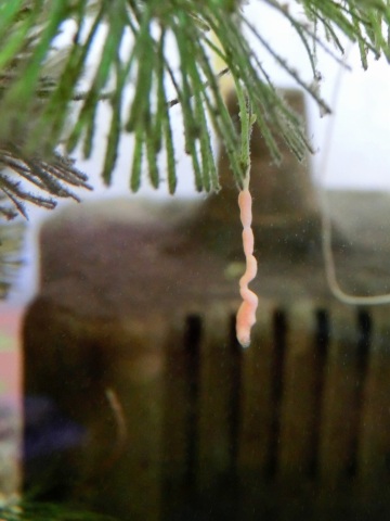 e0045768_22301514.jpg