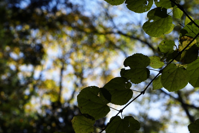 e0307372_14514145.jpg
