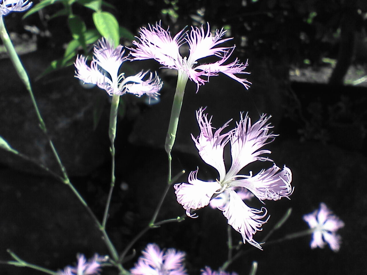 c0069380_12275961.jpg