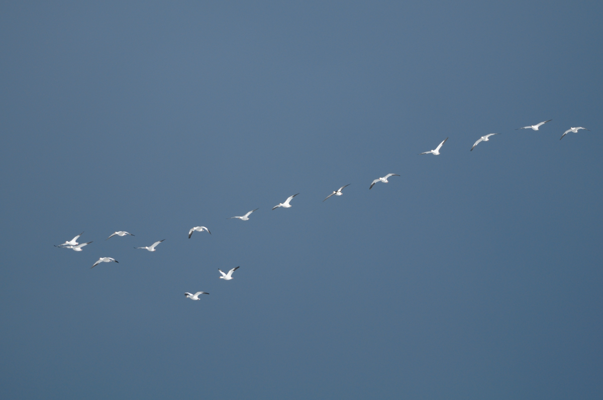 a0039245_142661.jpg