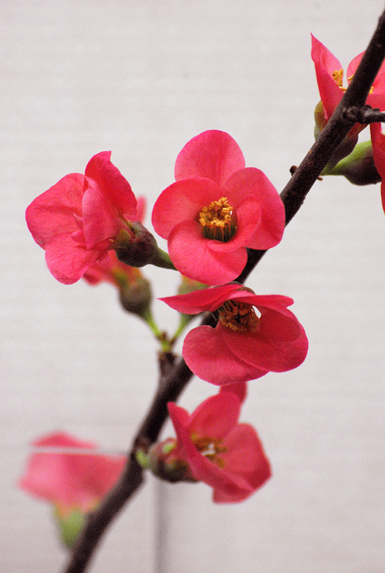 a0001354_22423419.gif