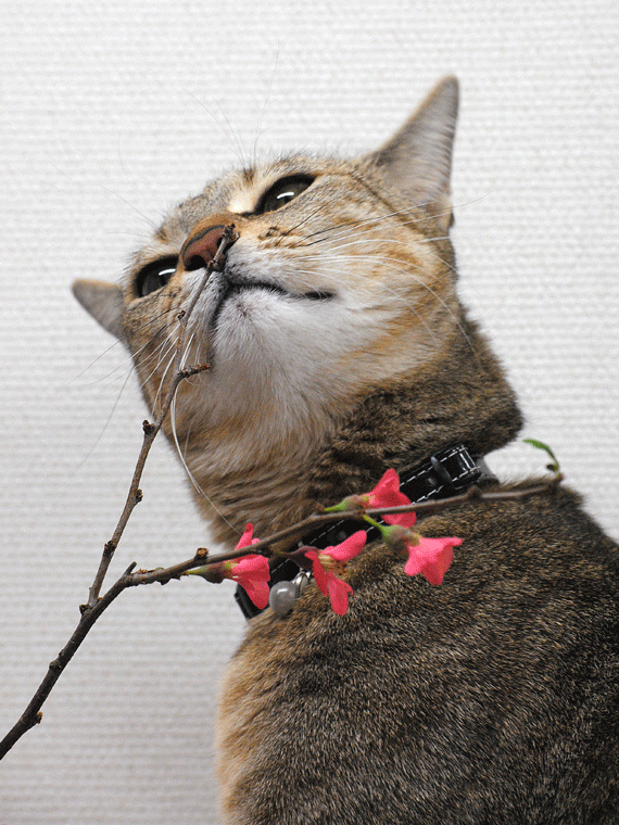 a0001354_22455087.gif