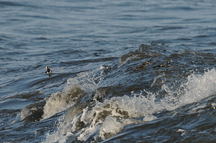 e0248688_16452653.gif