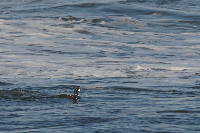 e0248688_1645726.gif