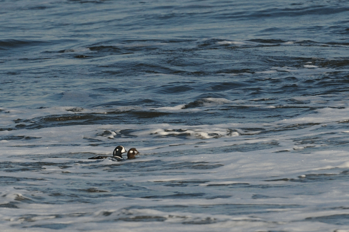 e0248688_16465051.gif