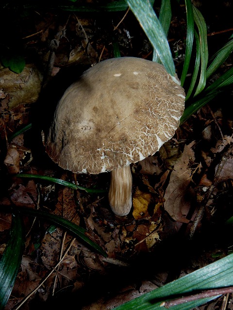 d0019074_8493457.jpg