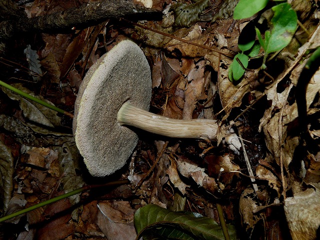 d0019074_8495731.jpg