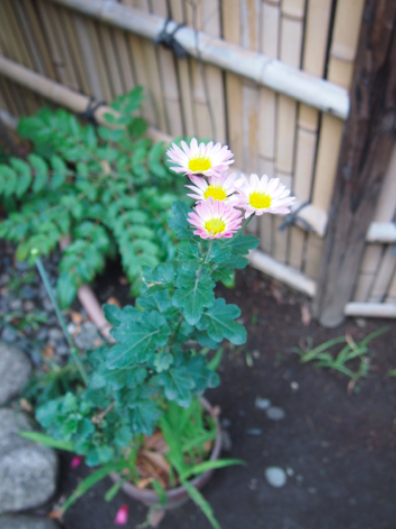 a0146493_021533.png