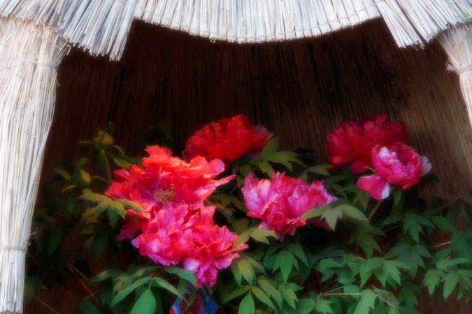 a0263109_10564935.jpg