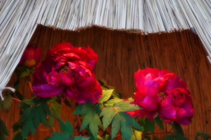 a0263109_10565137.jpg