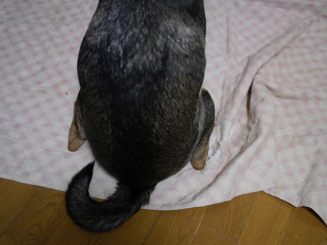 f0282319_1314234.jpg