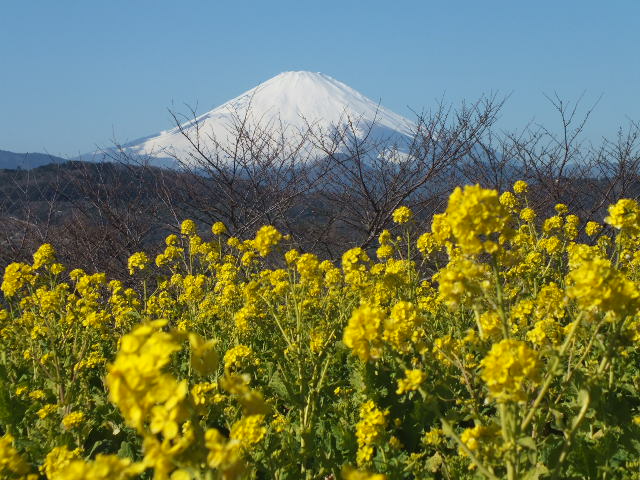 e0145782_154092.jpg