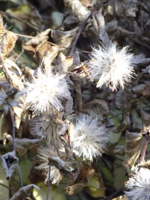 e0145782_15564962.jpg