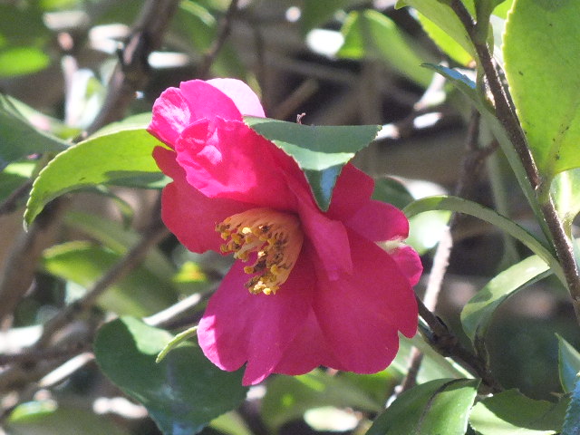 e0145782_15582651.jpg