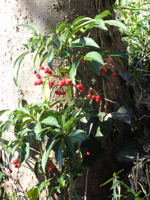 e0145782_1634996.jpg