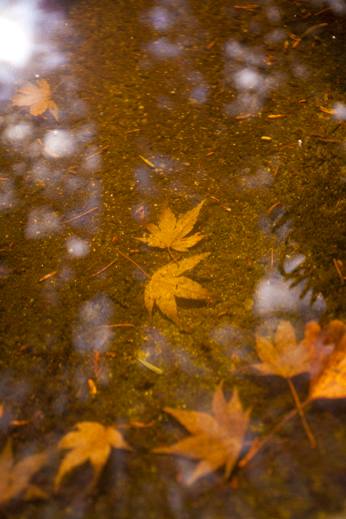 c0193289_23234661.gif