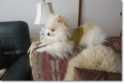 b0167519_21123956.gif