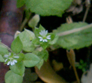 c0097620_1722132.jpg