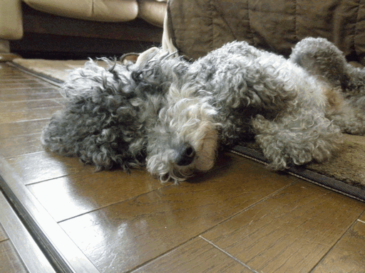 c0136736_16211651.gif