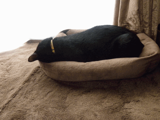 c0136736_16213170.gif