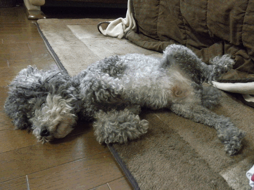c0136736_1621429.gif