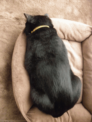 c0136736_16215690.gif