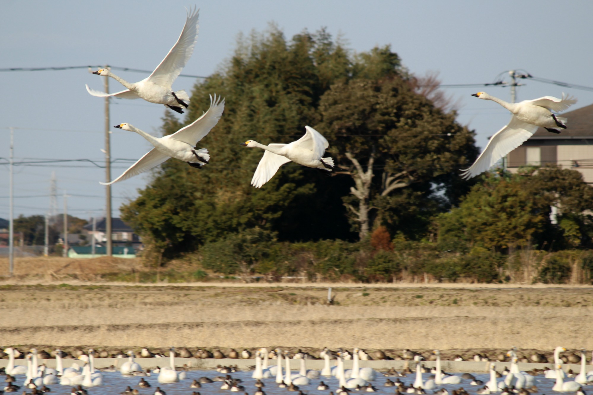 a0127090_1804216.jpg