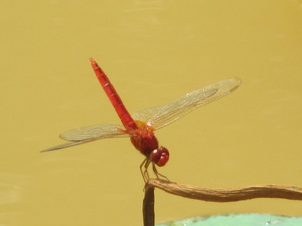 c0212604_16273190.jpg
