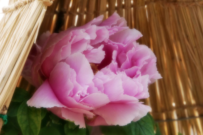 a0263109_2146134.jpg