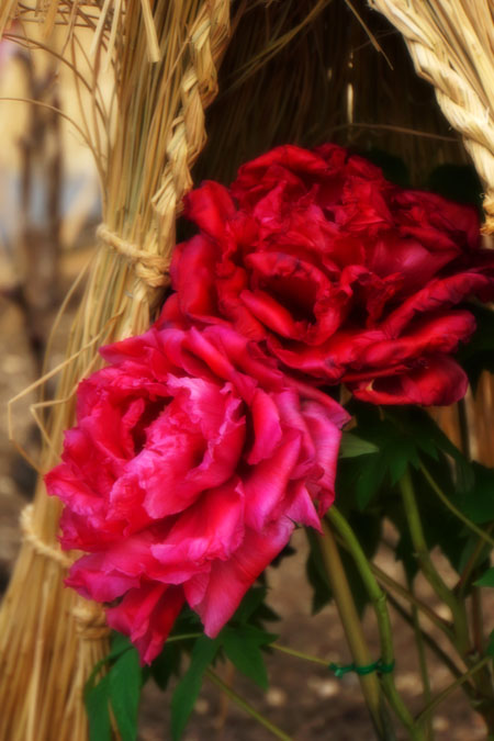 a0263109_2146745.jpg