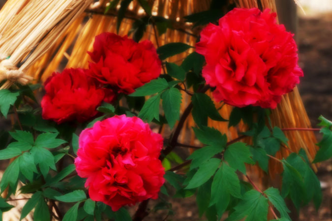 a0263109_2148315.jpg