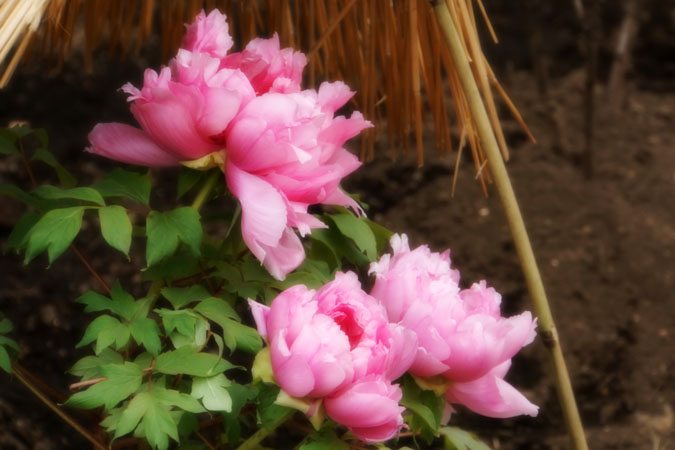 a0263109_21573179.jpg
