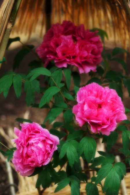 a0263109_2221757.jpg