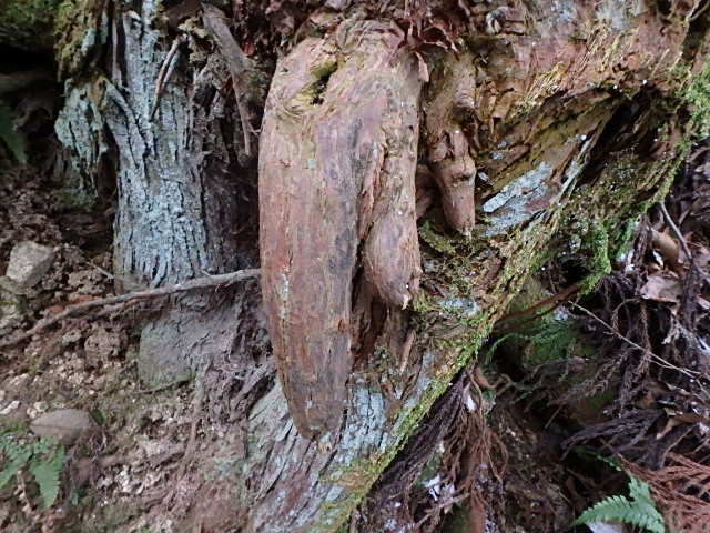 f0334143_1154542.jpg