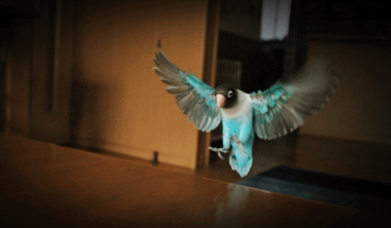 c0145250_15452913.gif