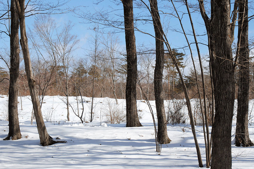 a0001354_23123687.gif