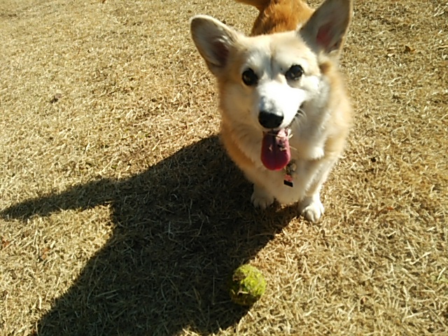 c0150520_2263037.jpg