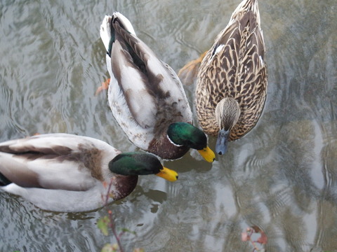 c0335229_2222939.jpg