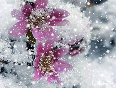 b0133752_16485420.gif
