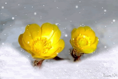 b0133752_164873.gif