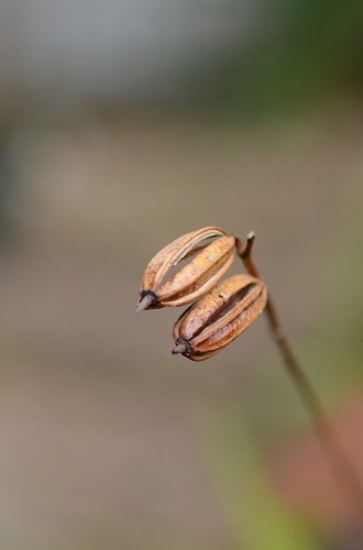c0186463_18383265.jpg