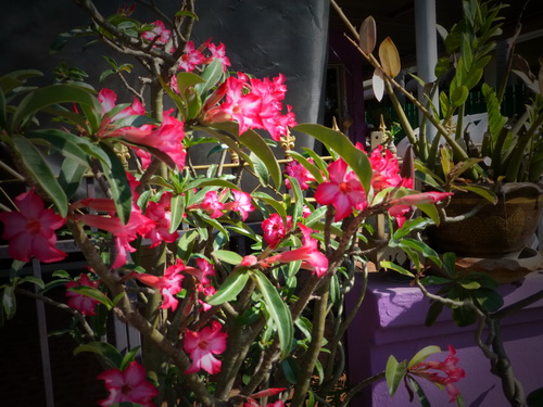 a0002177_17352370.jpg