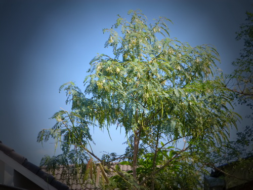 a0002177_1735261.jpg