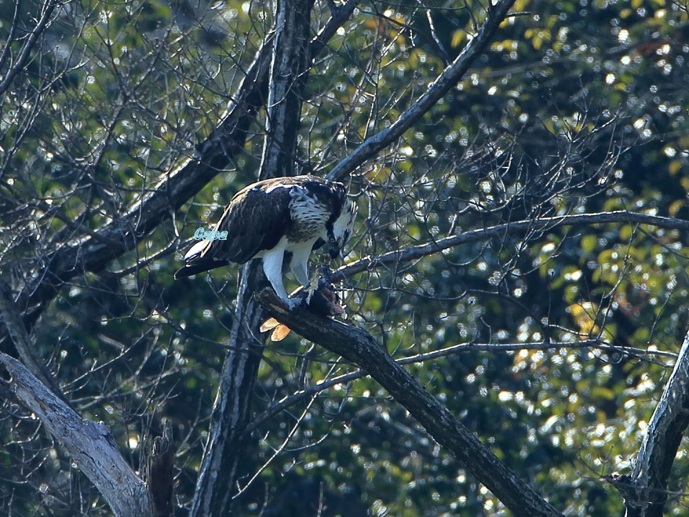 a0330864_16203175.jpg