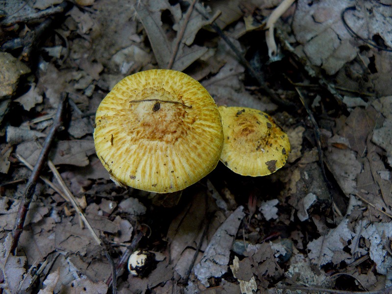 d0019074_9595225.jpg