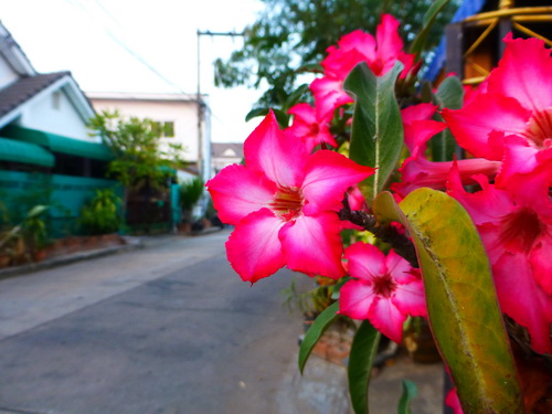 a0002177_20305041.jpg