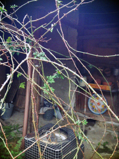 d0077603_1810463.jpg