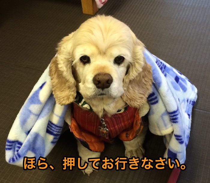 にほんブログ村 犬ブログ アメリカンコッカースパニエルへ