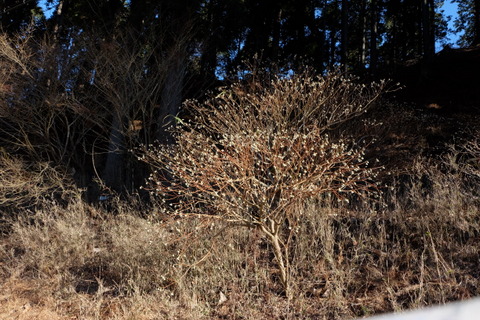 b0281732_818293.jpg